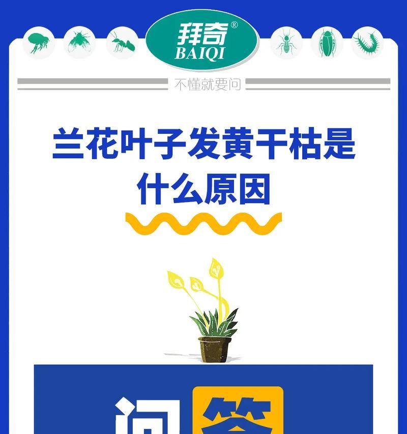 香菜幼芽叶子发黄是什么原因？