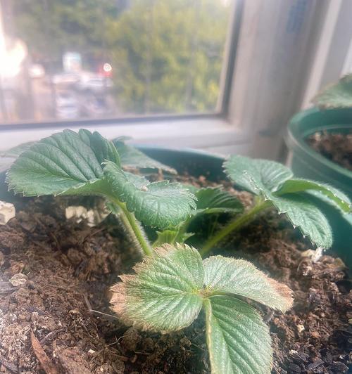 香菜幼芽叶子发黄是什么原因？