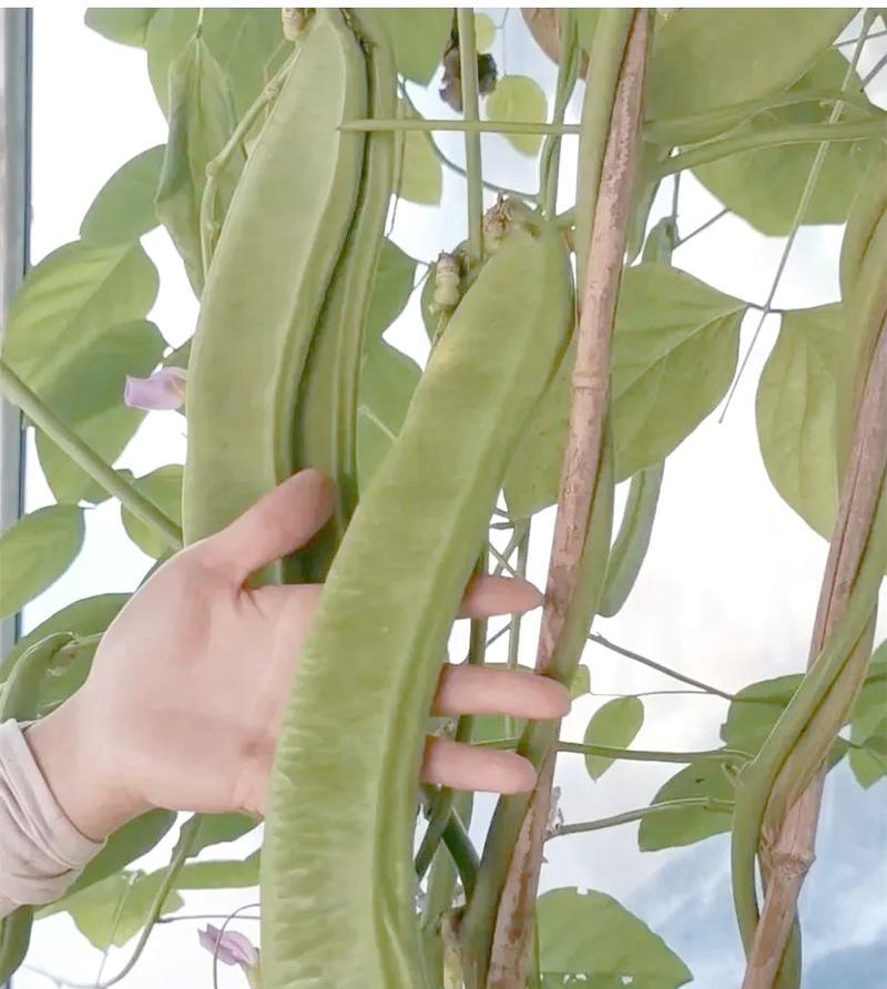 刀豆在广东地区何时播种最佳？播种时间表是什么？