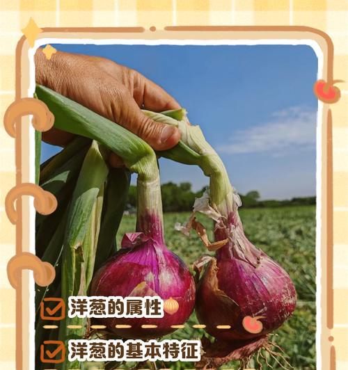 洋葱在君子兰养护中起什么作用？