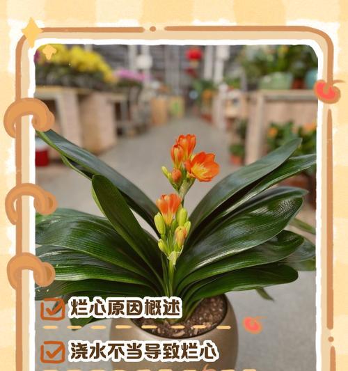 洋葱在君子兰养护中起什么作用？