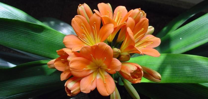 君子兰的水肥怎么浇花？如何进行有效的水肥管理？