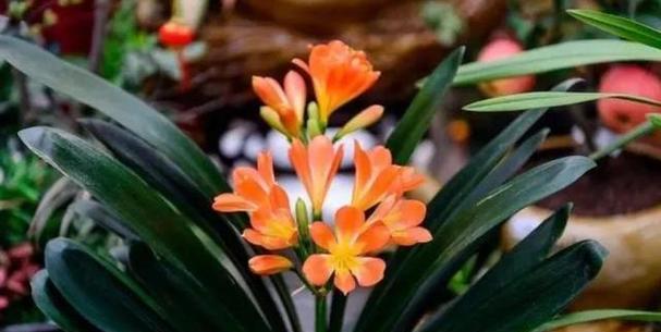君子兰的水肥怎么浇花？如何进行有效的水肥管理？