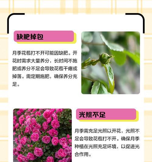 夏天月季花苞变黑怎么办？修剪技巧有哪些？