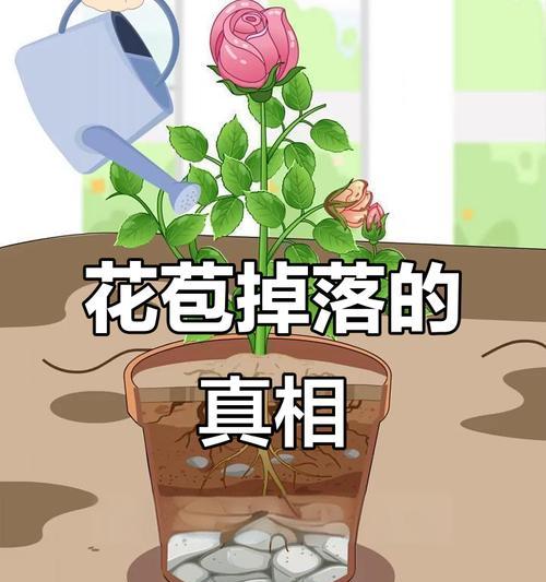 夏天月季花苞变黑怎么办？修剪技巧有哪些？