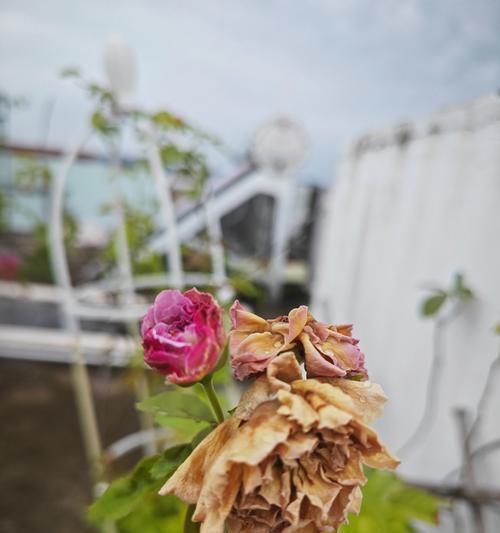 夏天月季花苞变黑怎么办？修剪技巧有哪些？