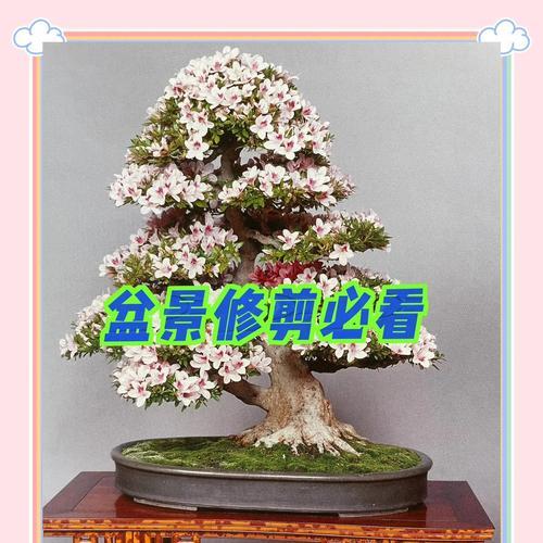 精品盆景柿树修剪技巧有哪些？