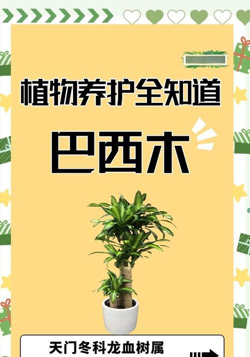 巴西木叶子发黄怎么办？有效补救措施有哪些？