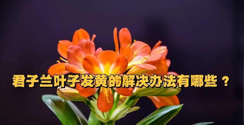 君子兰积水问题如何预防？