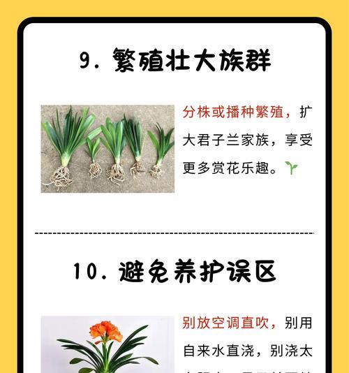 君子兰积水问题如何预防？