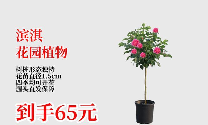 帕西欧月季花苗的正确养殖方法是什么？