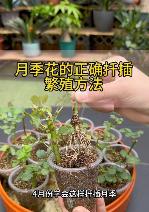 帕西欧月季花苗的正确养殖方法是什么？