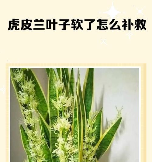 虎皮兰叶子发黄的急救措施有哪些？