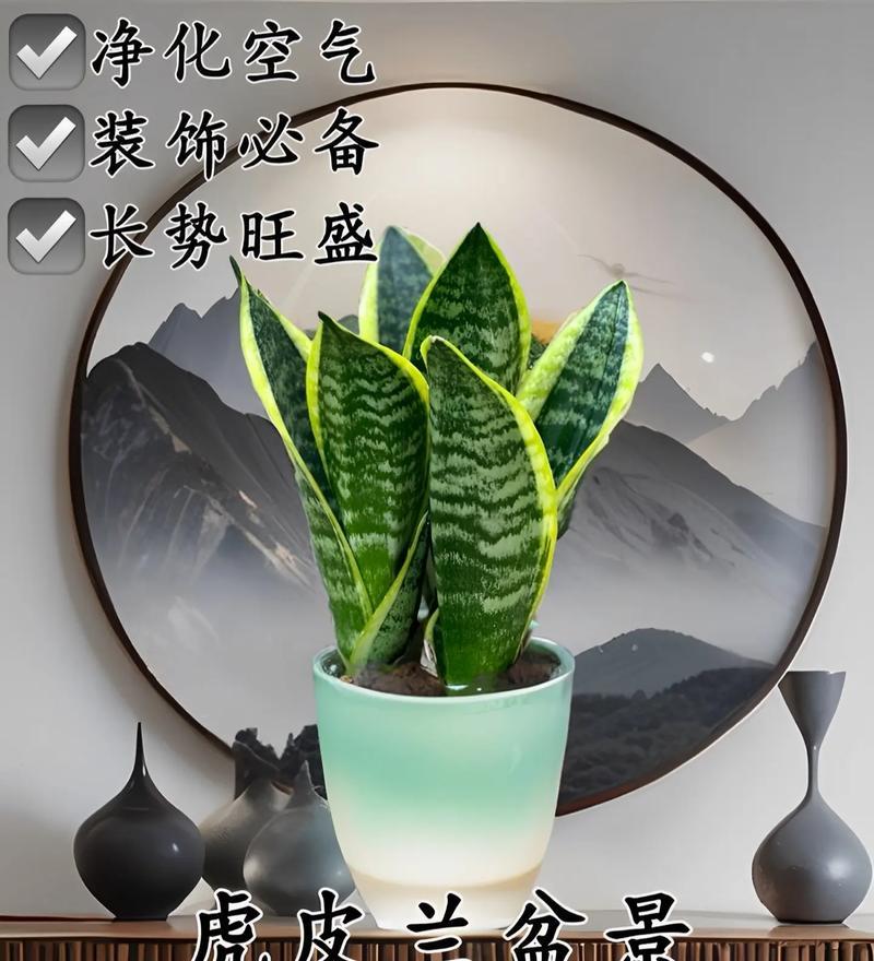 虎皮兰叶子发黄的急救措施有哪些？