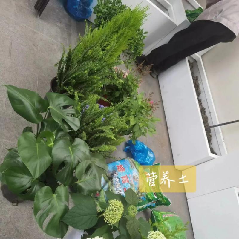 自制老坛麦穗肥料的方法是什么？
