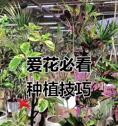 瓷花盆适合种植木本植物吗？如何正确养护？
