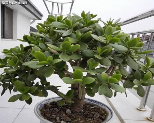 瓷花盆适合种植木本植物吗？如何正确养护？