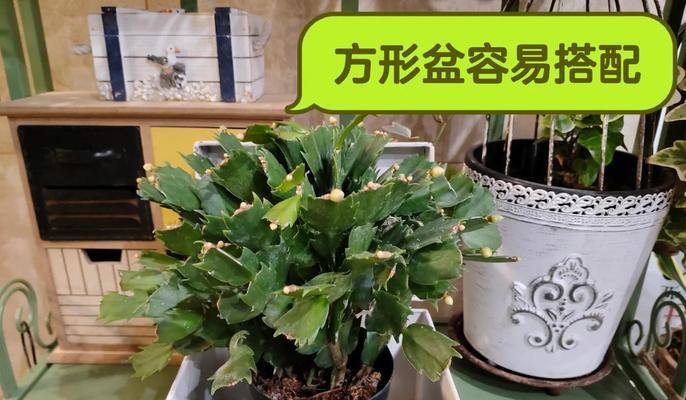 瓷花盆适合种植木本植物吗？如何正确养护？
