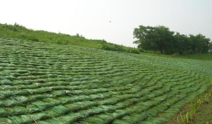 种植袋栽培技术有哪些要求？