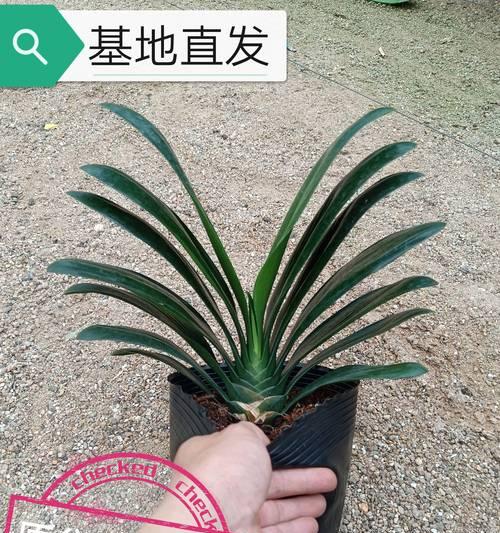 君子兰有哪些用途？