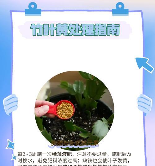 幸运竹叶子发黄的处理方法是什么？