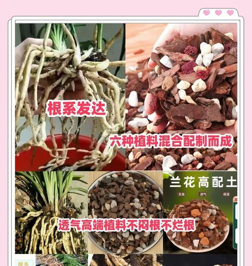 如何正确挑选君子兰的芽子？