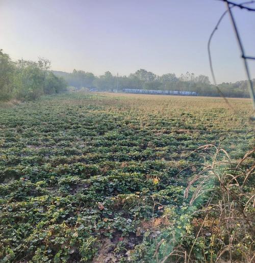 河南地区为何不适合种植红薯？