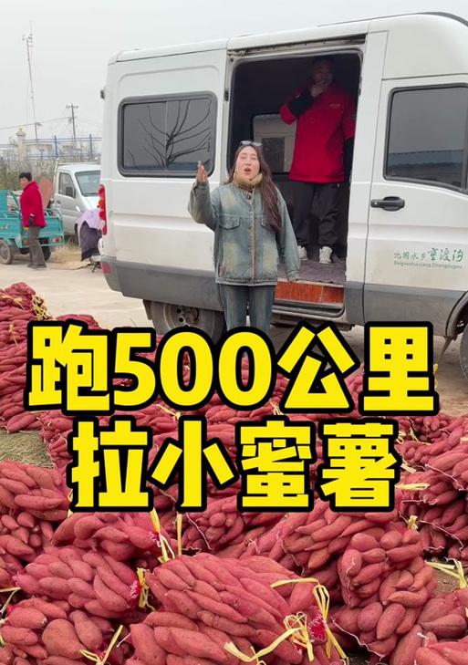 河南地区为何不适合种植红薯？