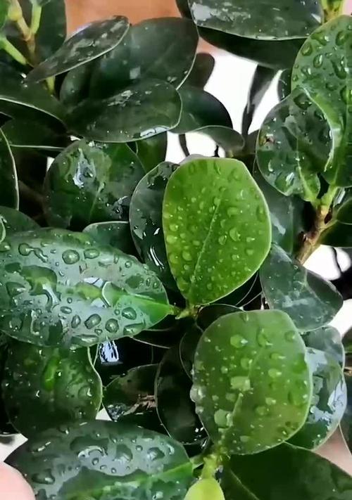 榕树叶子发黄如何补救？