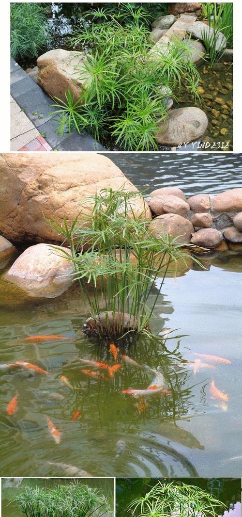 水竹叶子发黄怎么办？鱼缸中水竹养护技巧是什么？