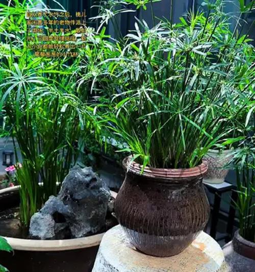 水竹叶子发黄怎么办？鱼缸中水竹养护技巧是什么？