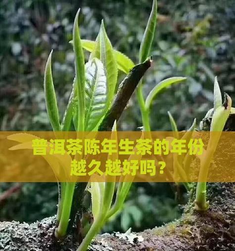 陈年普洱叶子发黄的原因是什么？如何处理？