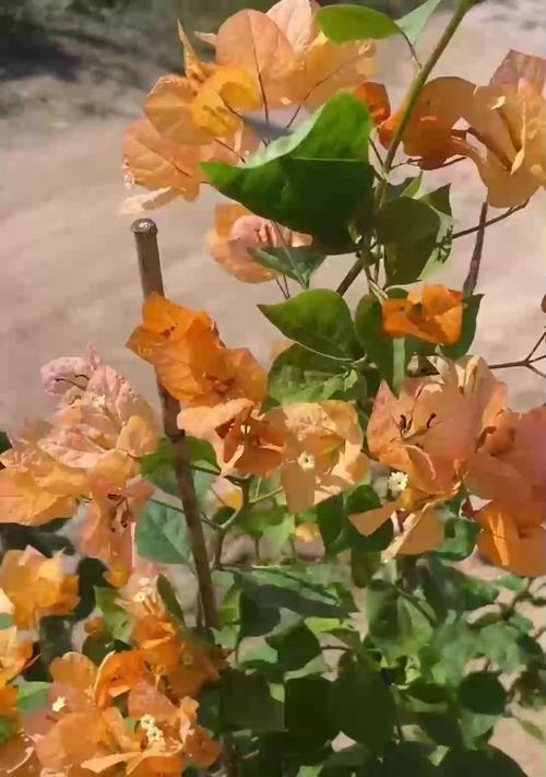 君子兰沾虫板子后如何处理？有效去除害虫的方法是什么？