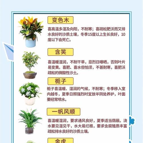 君子兰沾虫板子后如何处理？有效去除害虫的方法是什么？