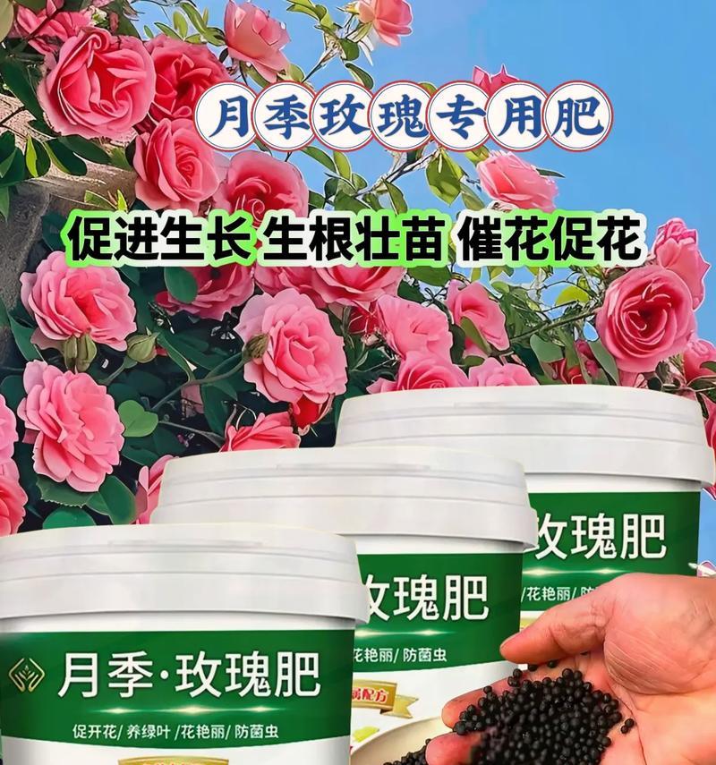 自制蔷薇花肥料的方法是什么？如何制作高效的蔷薇花肥料？