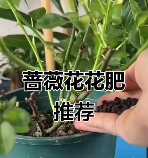 自制蔷薇花肥料的方法是什么？如何制作高效的蔷薇花肥料？