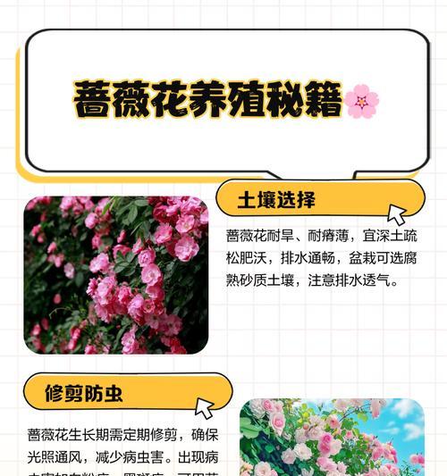 自制蔷薇花肥料的方法是什么？如何制作高效的蔷薇花肥料？
