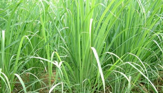 植物类香草的特点是什么？如何正确识别和使用？