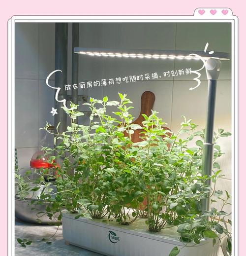 植物类香草的特点是什么？如何正确识别和使用？