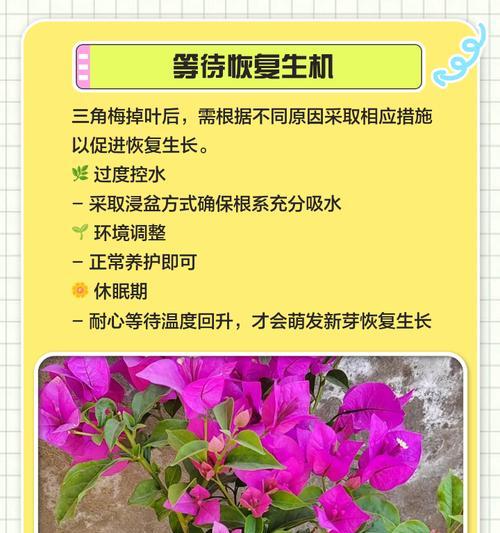 三角梅叶子发黄发软的补救措施有哪些？