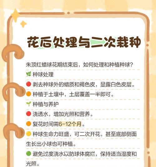 朱顶红浇水后烂根怎么办？如何正确浇水？