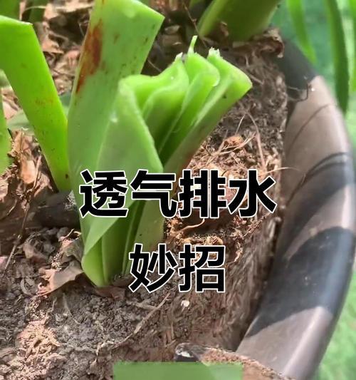 朱顶红浇水后烂根怎么办？如何正确浇水？