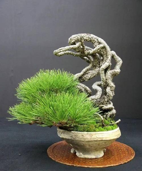 盆景石头的摆放技巧有哪些？