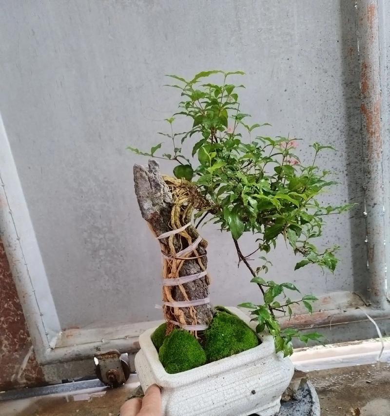 盆景石头的摆放技巧有哪些？