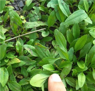 车辙草栽培中需要掌握哪些技术要点？