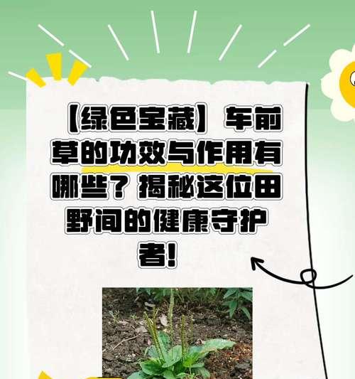 车辙草栽培中需要掌握哪些技术要点？