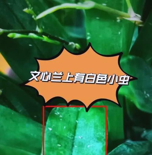 文心兰叶子发黄枯萎的处理方法是什么？