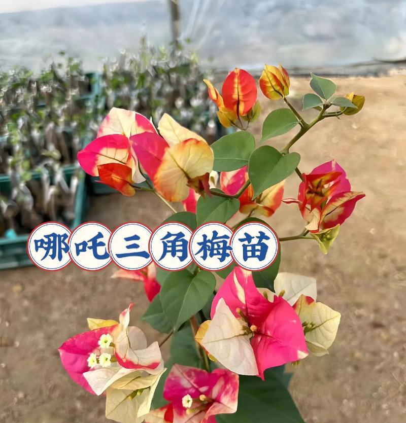 三角梅的西班牙语名称是什么？