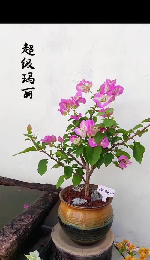 三角梅的西班牙语名称是什么？