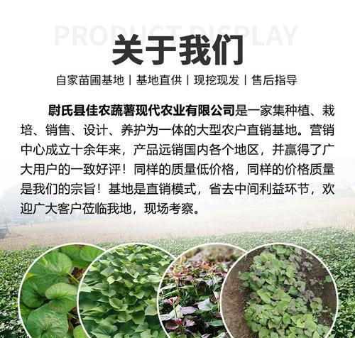 商品薯栽培技术有哪些？如何提高产量和质量？